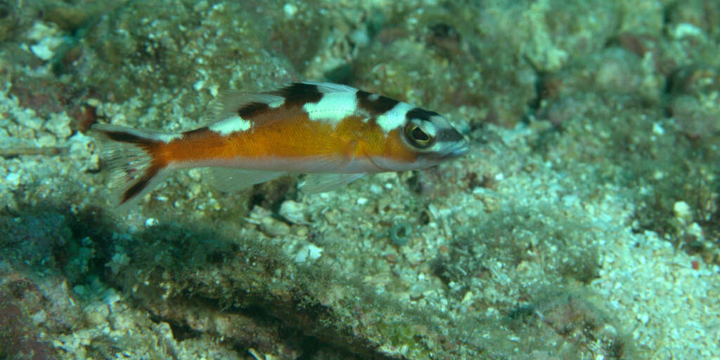 Serranus tabacarius (Cuvier 1829) resmi