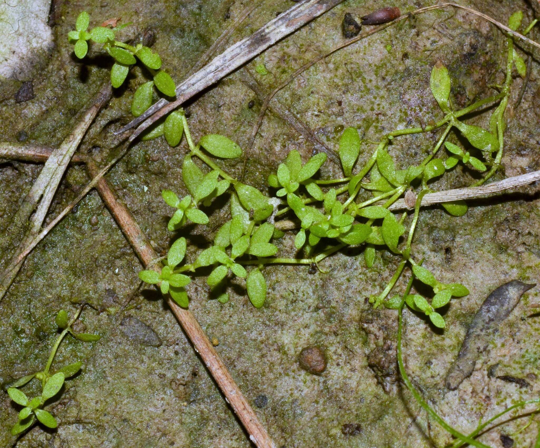 Image of terrestrial water-starwort