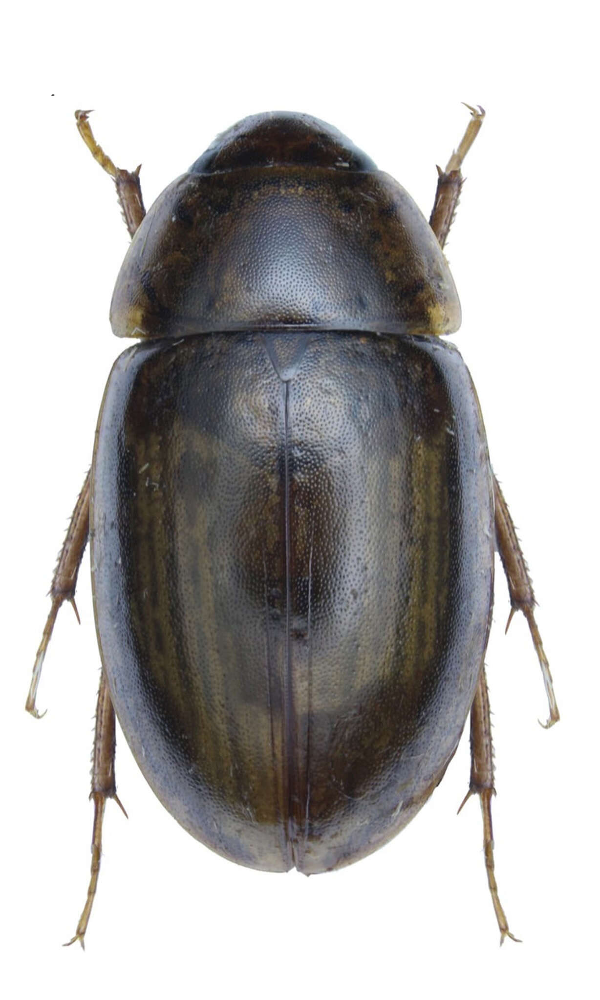 Image of Enochrus (Lumetus) bicolor (Fabricius 1792)