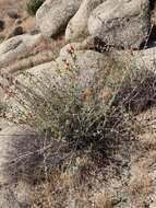 Image of desert globemallow