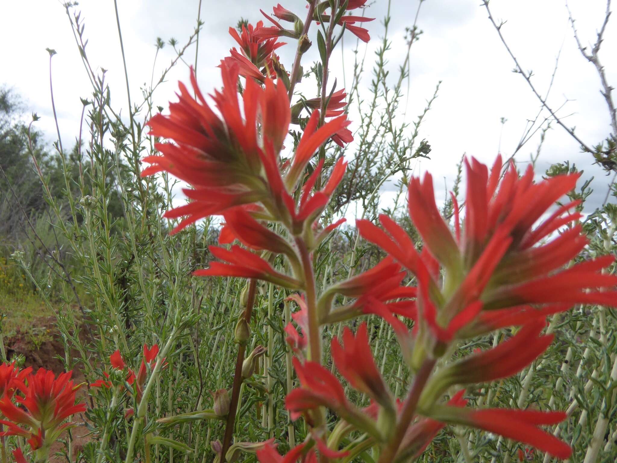 Image of coast Indian paintbrush