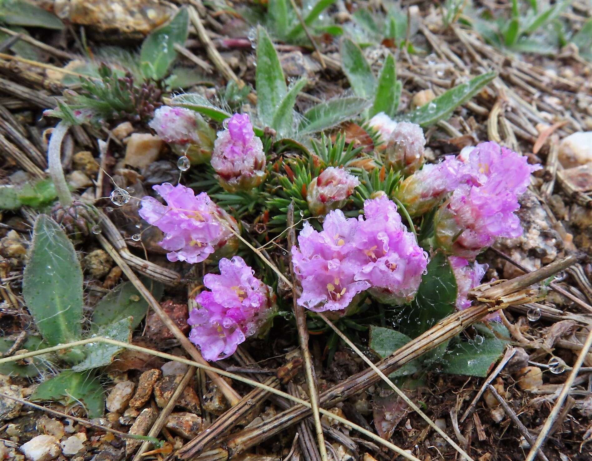 صورة Armeria caespitosa (Ortega) Boiss.