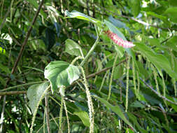 Imagem de Acalypha macrostachya Jacq.