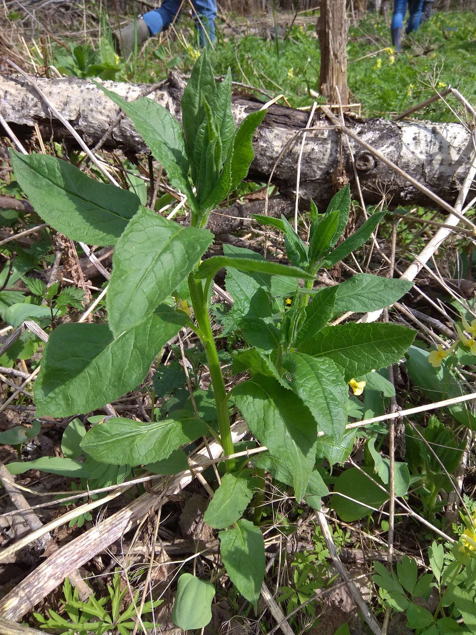 Saussurea latifolia Ledeb. resmi