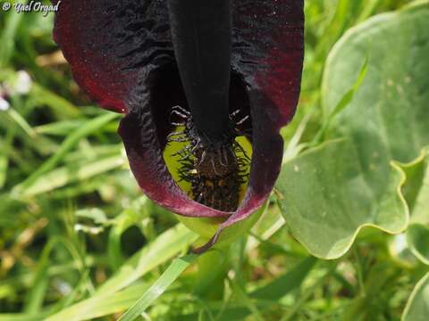 Image of Solomon's lily