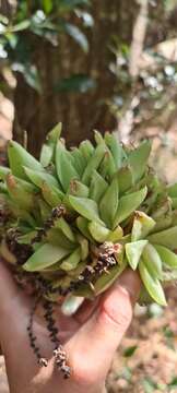 Image of Haworthia cymbiformis (Haw.) Duval