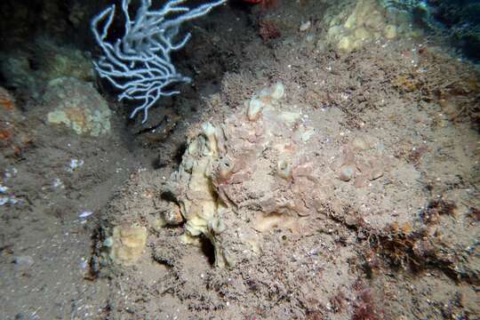 Image of green boring sponge