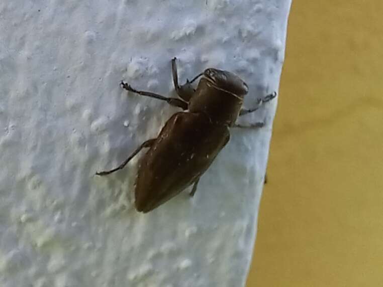 Chrysobothris dorsata (Fabricius 1787)的圖片