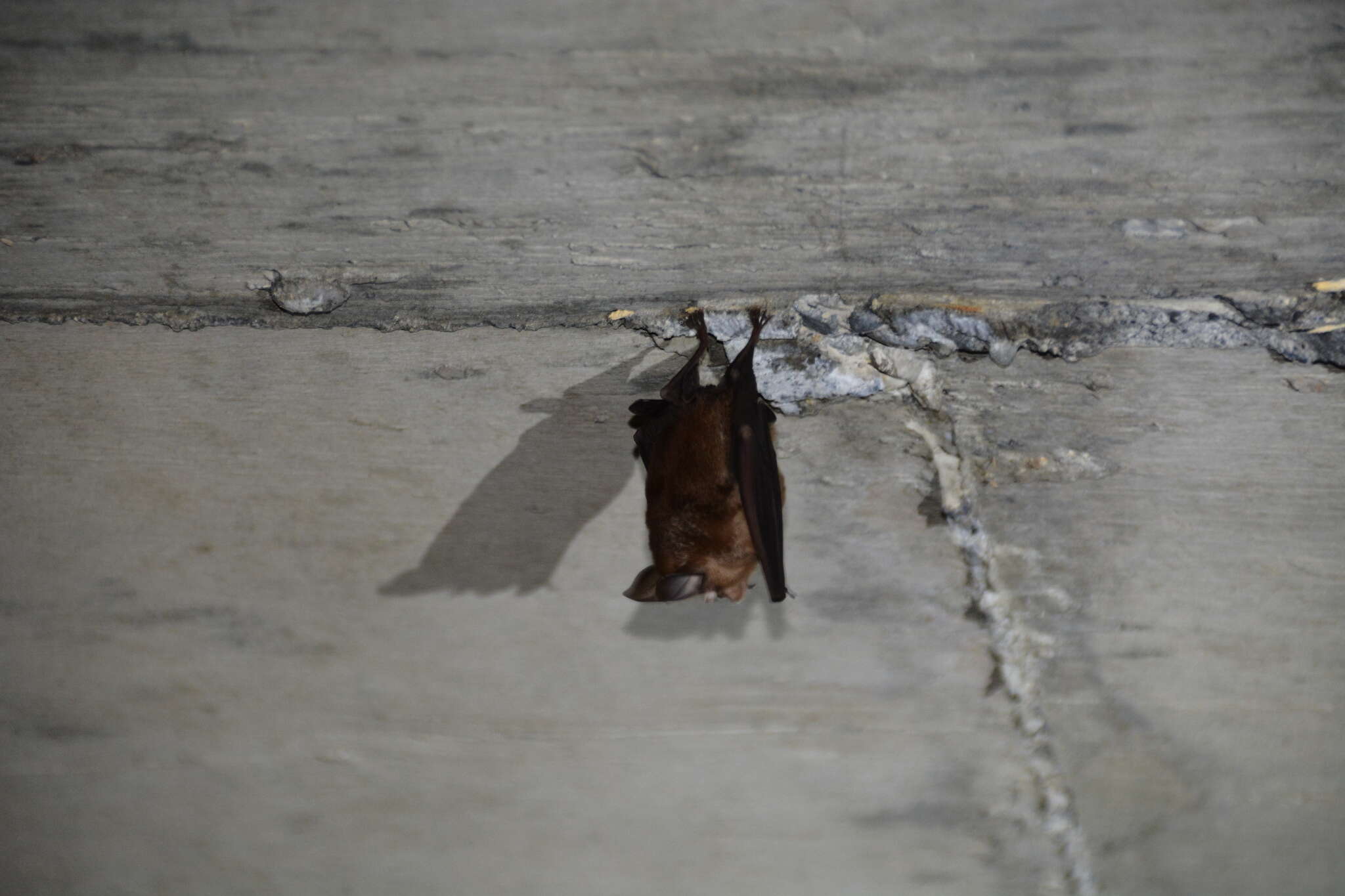 Image of Formosan Lesser Horseshoe Bat