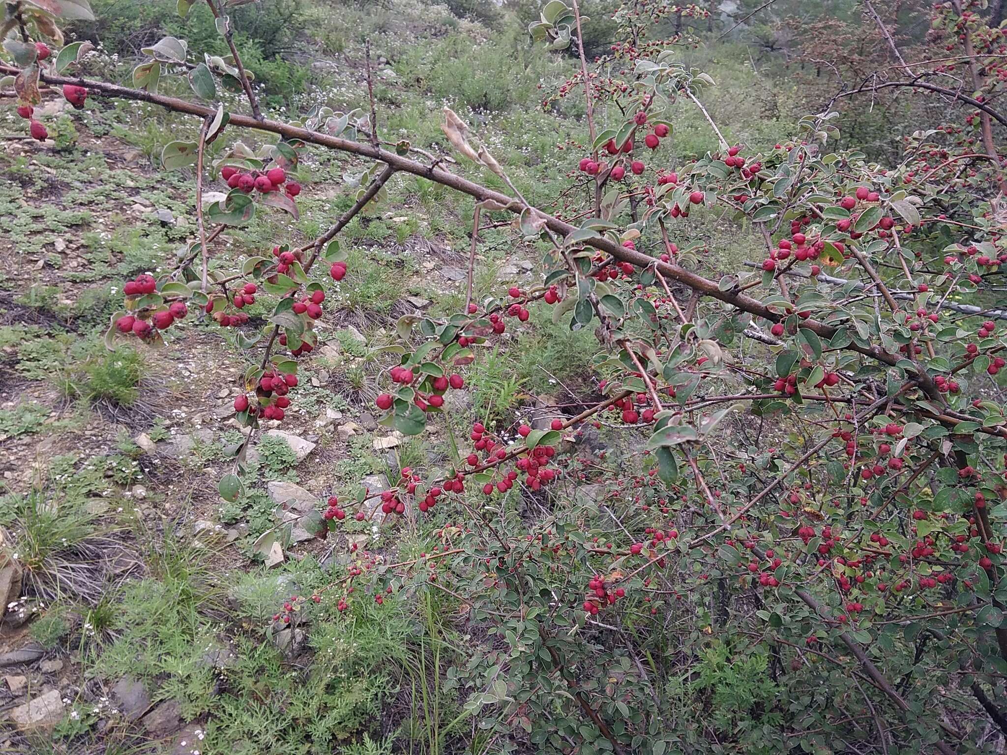 Image of Cotoneaster mongolicus Pojark.