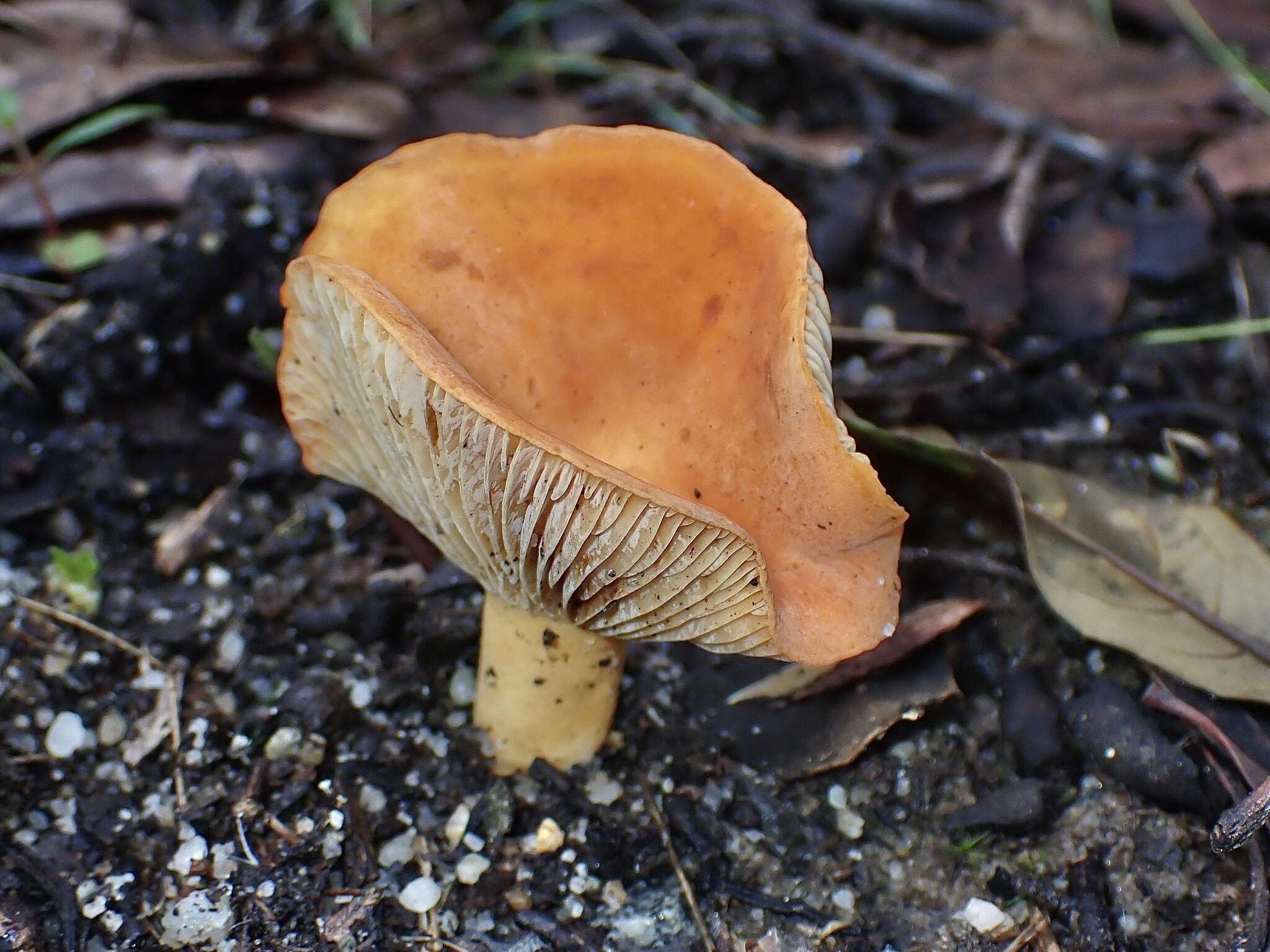 Image de Lactifluus clarkeae (Cleland) Verbeken 2012