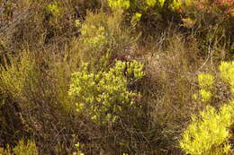 Image of Diosma aristata I. Williams