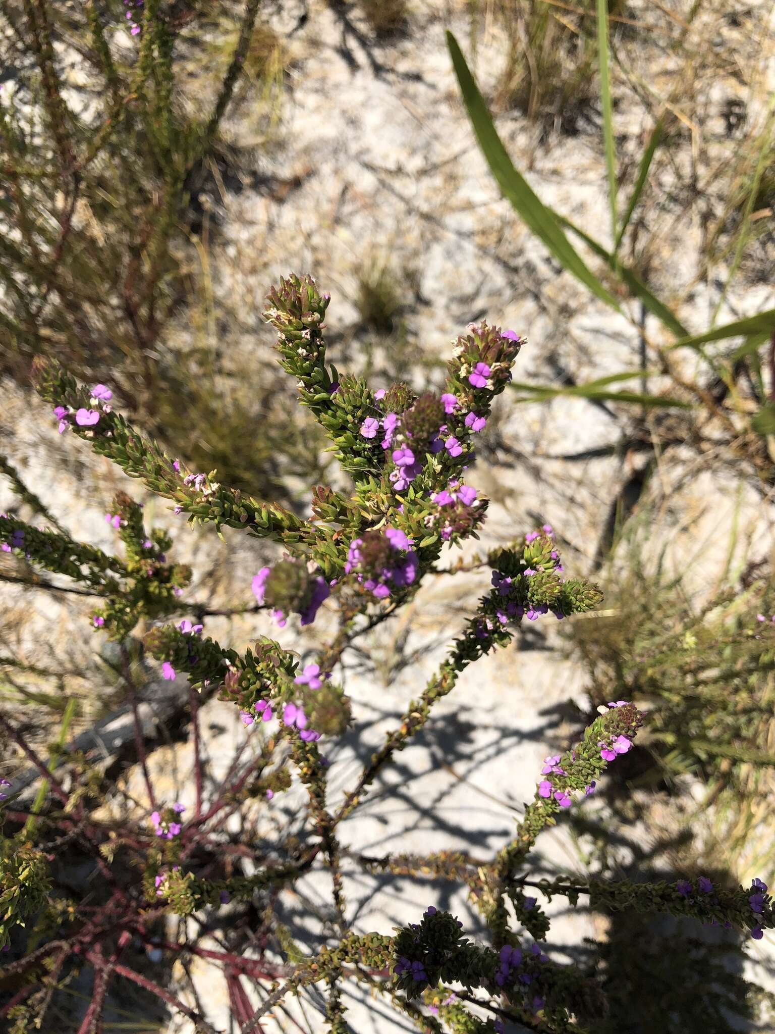 Image of Muraltia mitior (Berg.) Levyns ex Fourc.