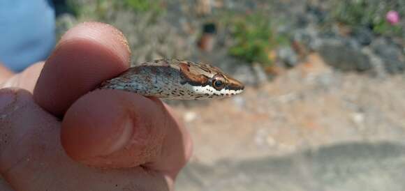 Imagem de Psammophis biseriatus Peters 1881