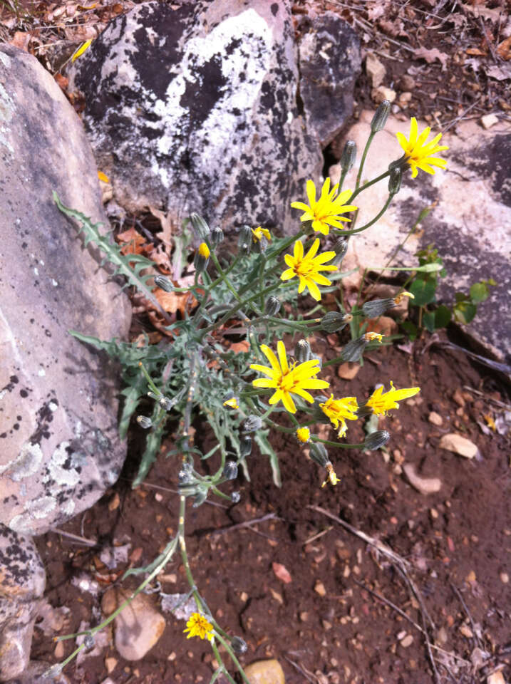 Image of limestone hawksbeard