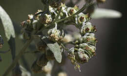 Image of scarce wormwood