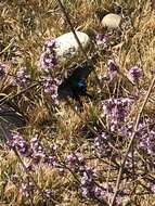 Image de Papilio bianor Cramer (1777)