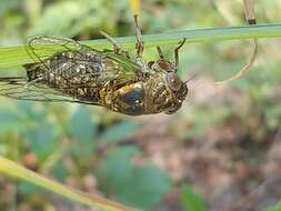 Plancia ëd Neotibicen davisi (Smith, J. B. & Grossbeck 1907)