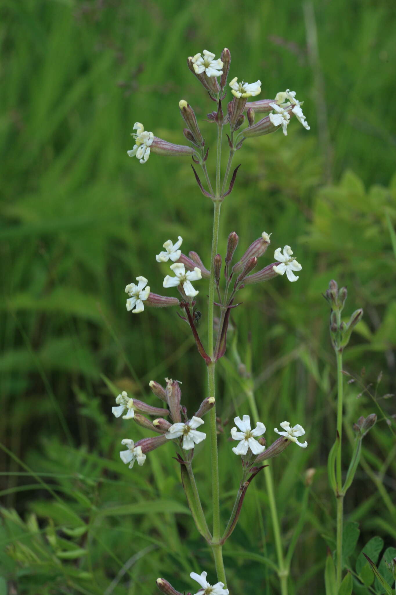 Image of pink campion