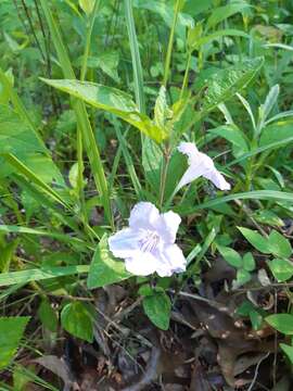 صورة Ruellia purshiana Fern.