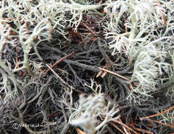 Imagem de Cladonia stygia (Fr.) Ruoss