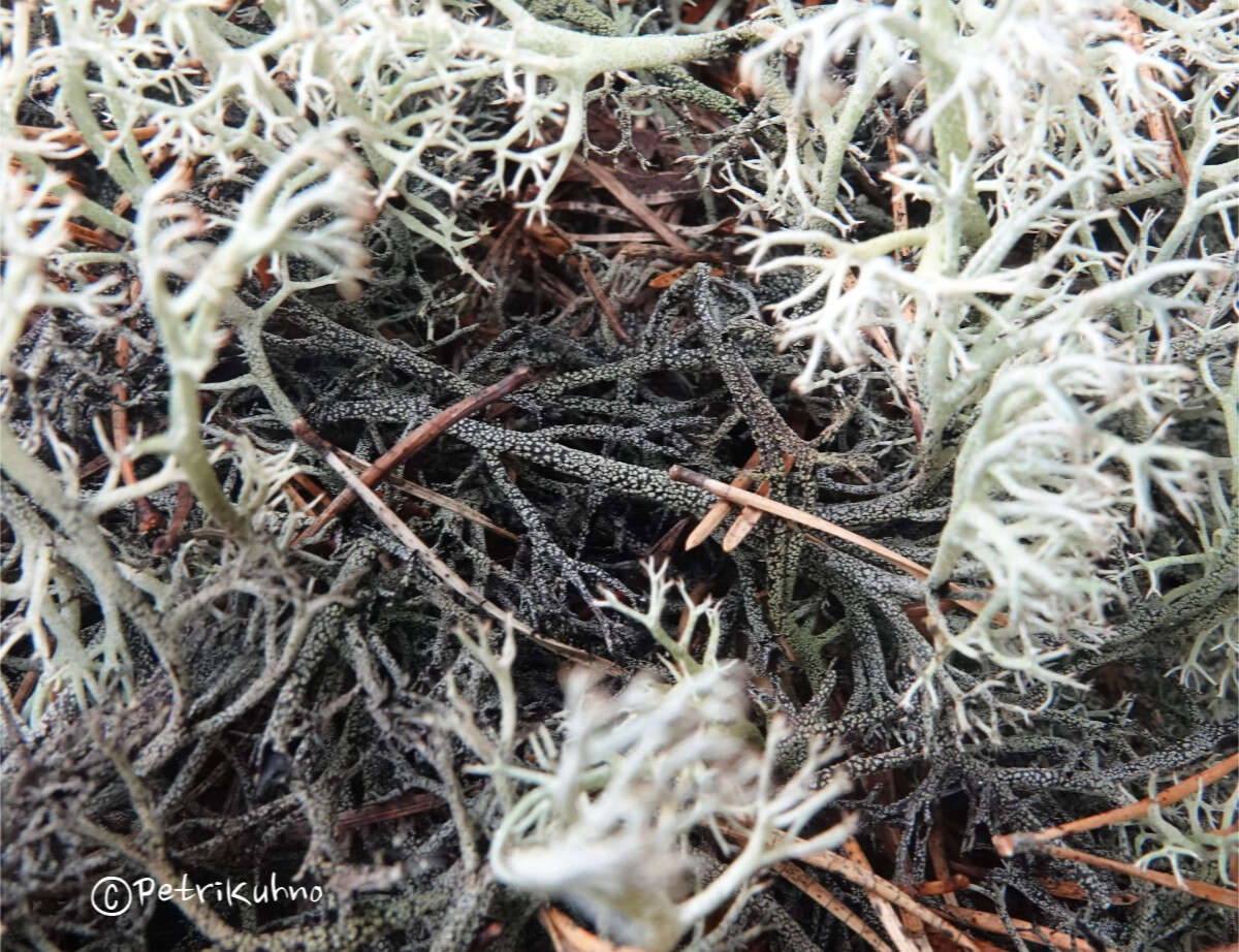 Image of reindeer lichen