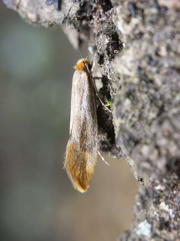 Image of Tinea semifulvella Haworth 1828