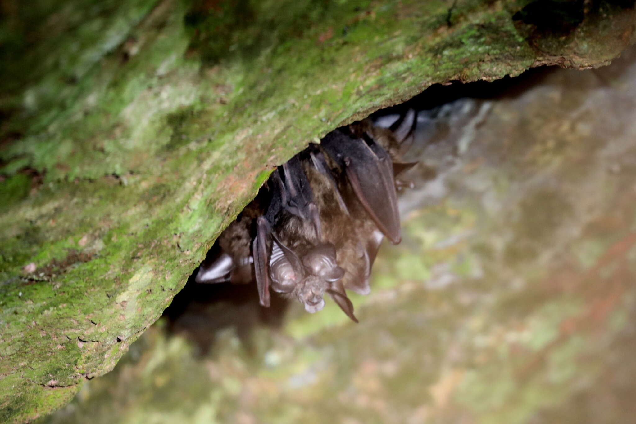 Image of Ruwenzori Horseshoe Bat