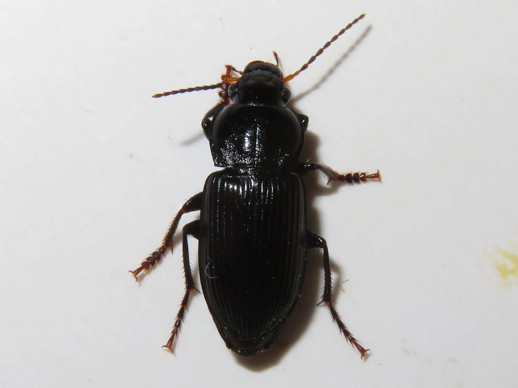 Anisodactylus (Anisodactylus) binotatus (Fabricius 1787) resmi