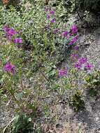 صورة Clarkia mildrediae subsp. mildrediae