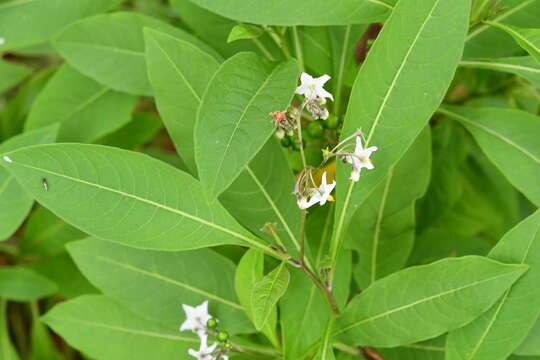 Plancia ëd Solanum aligerum Schltdl.