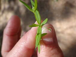 Image of twinleaf bedstraw