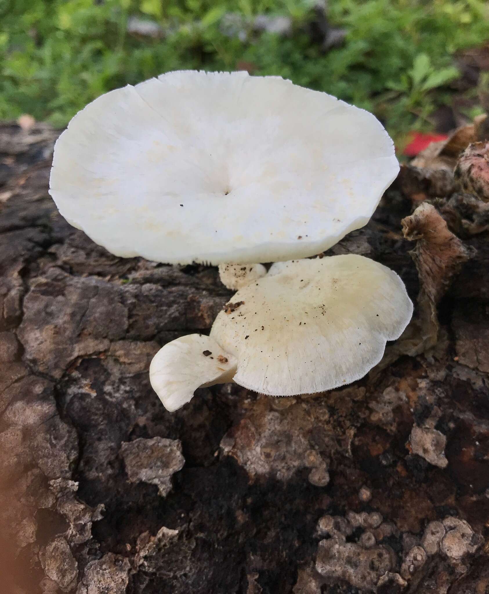 Image de Lentinus squarrosulus Mont. 1842