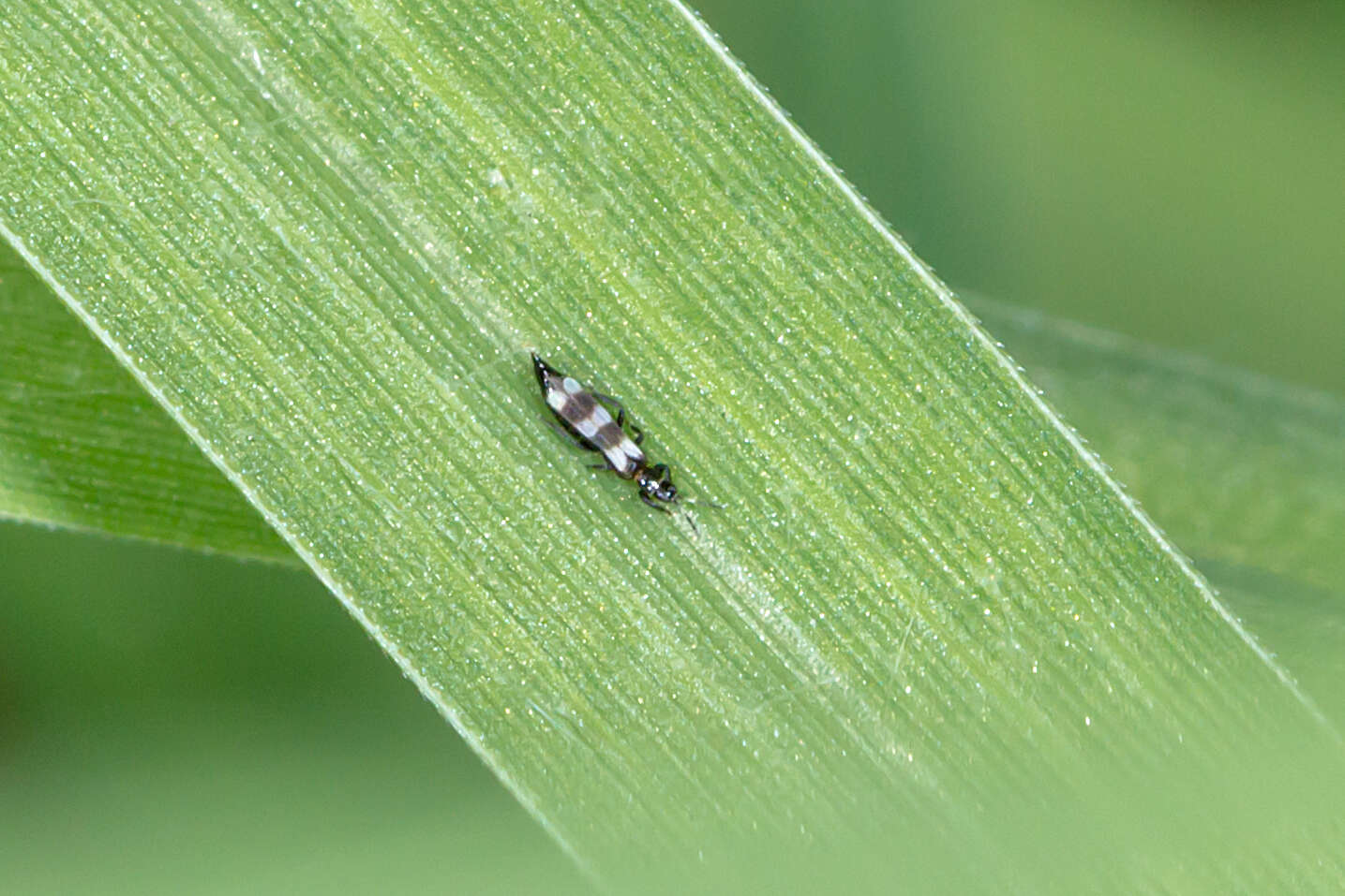 Image of Banded thrip