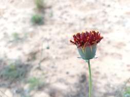 Image of Colorado greenthread