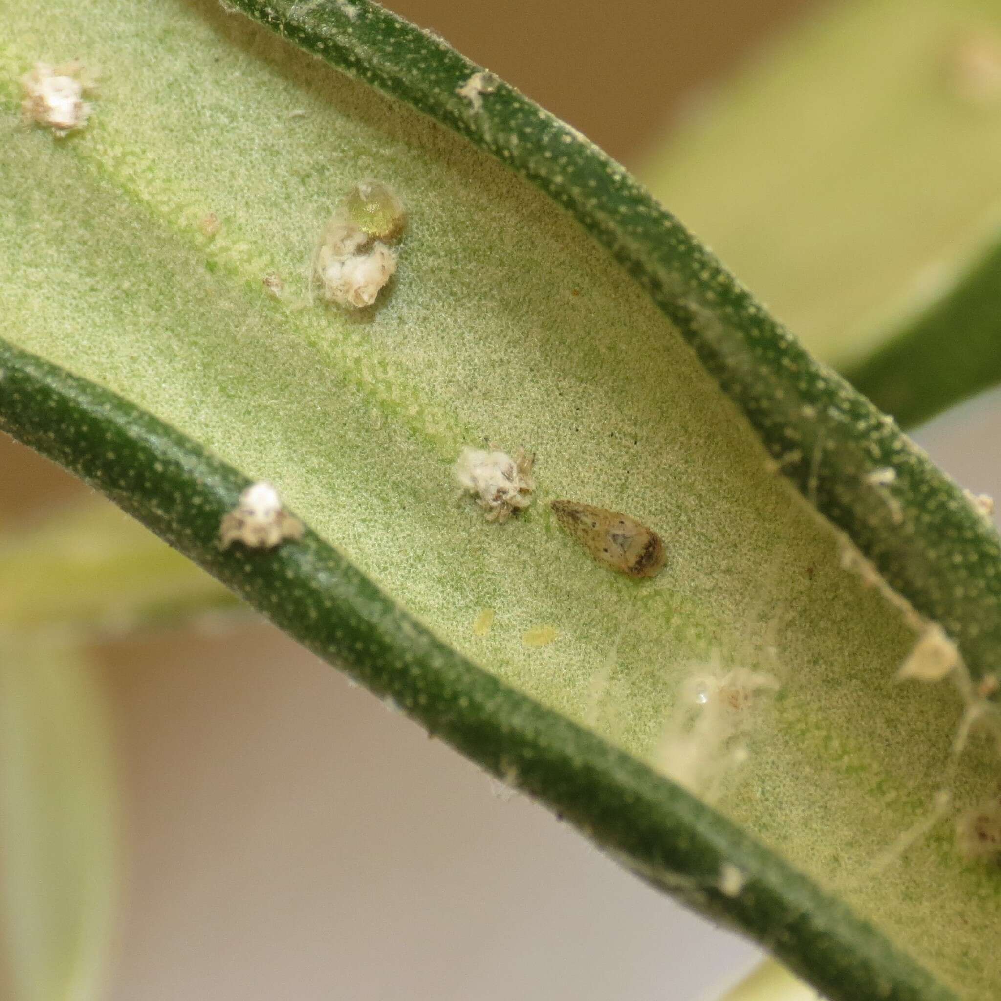 Image of Olive psyllid