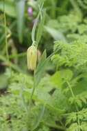 Image of Fritillaria lagodechiana Kharkev.