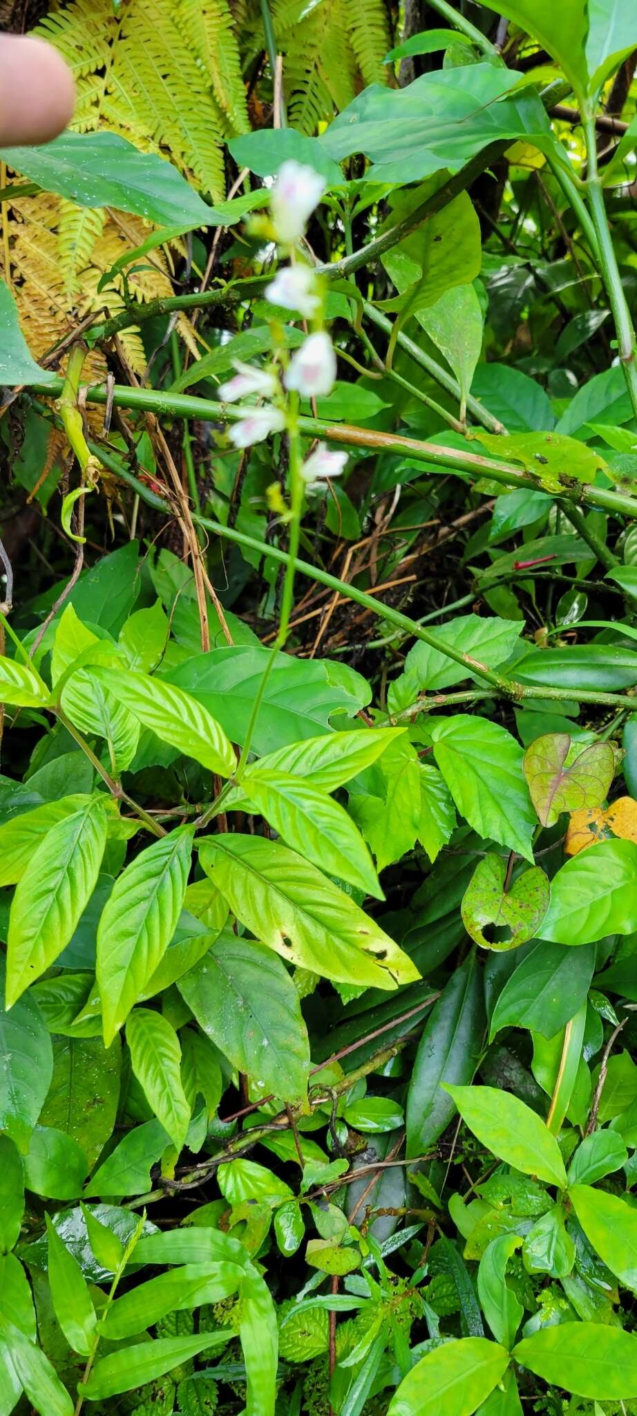 Image of Puerto Rico Water-Willow