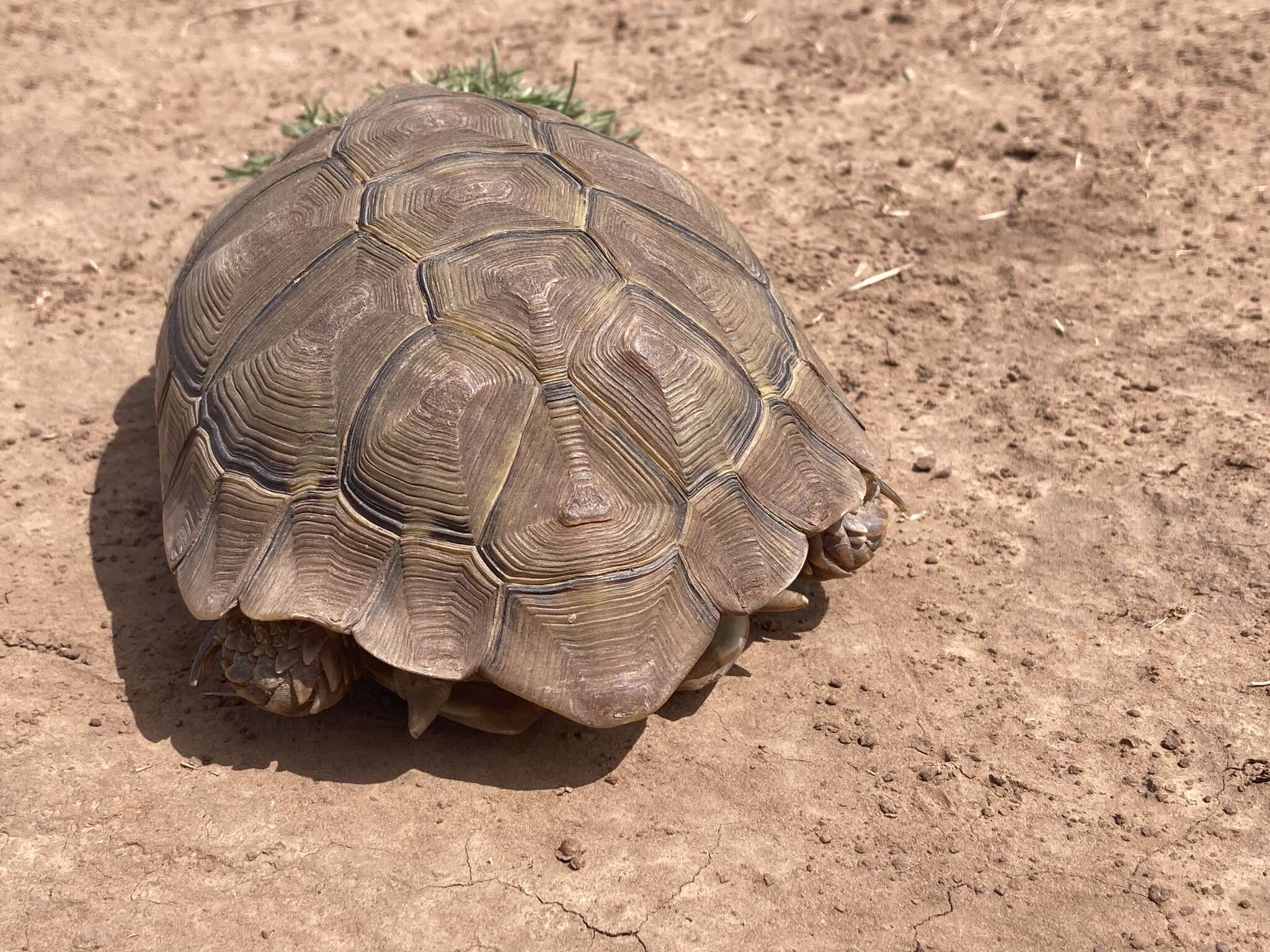 Image of Karroo Tortoise