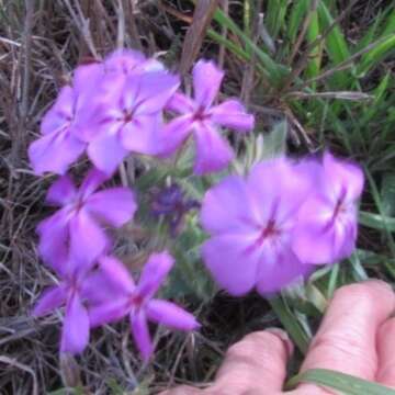 Image of annual phlox