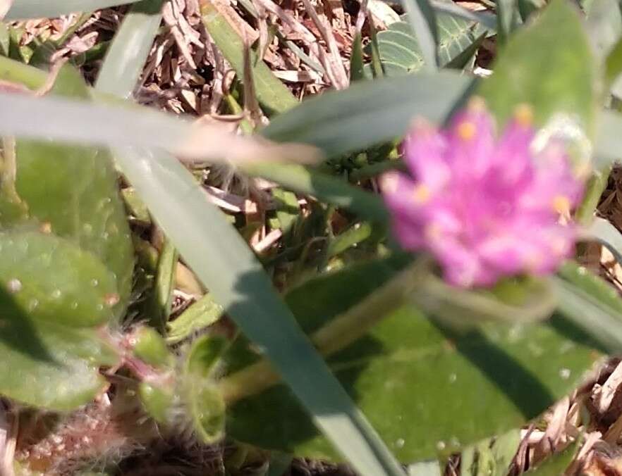 Gomphrena nealleyi Coult. & Fischer. resmi