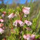 Image of Erica heleogena Salter