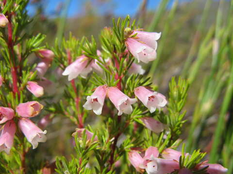 Image of Erica heleogena Salter