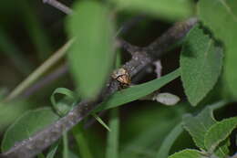 Слика од Physonota alutacea Boheman 1854