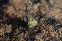 Image of scaly dogwhelk