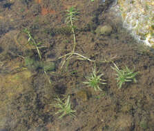 Image of Autumnal Water-starwort