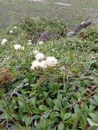 Imagem de Rhododendron tomentosum subsp. decumbens (Aiton) Elven & D. F. Murray