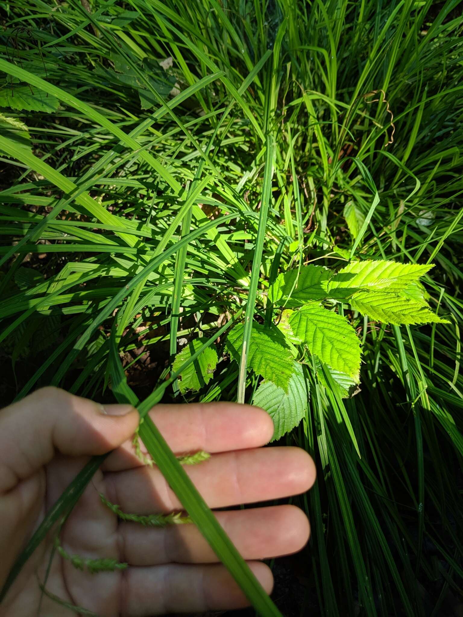 Image of Drooping Sedge