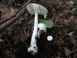 Image of Amanita bisporigera G. F. Atk. 1906