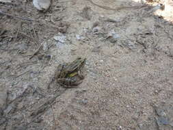 Image of Lithobates spectabilis (Hillis & Frost 1985)